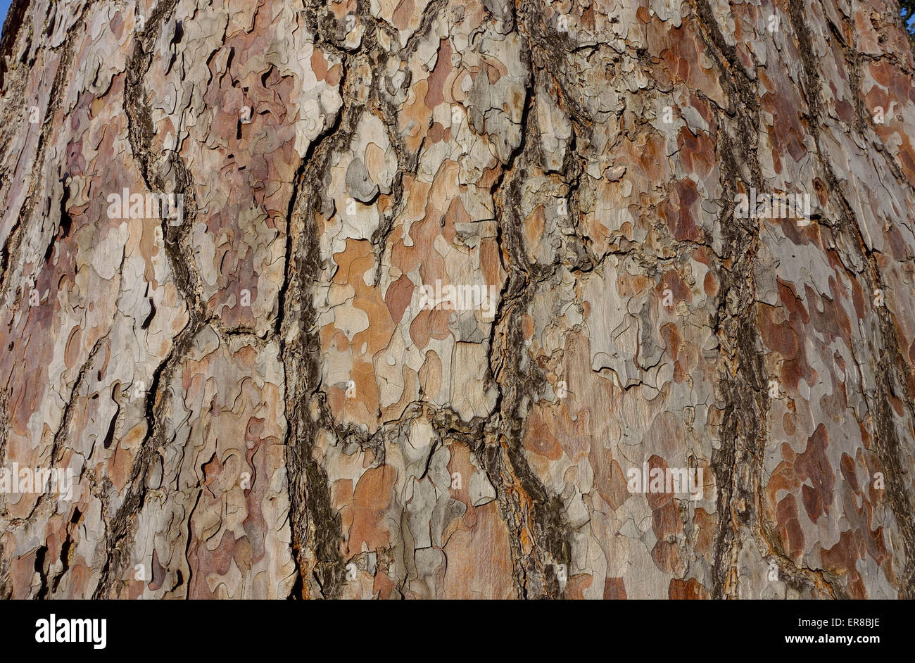 Schlangenhautkiefer (Pinus sp.), Landschaftsgarten, UNESCO Weltkulturerbe, Lednice, Kreis Breclav, Südmähren, Tschechien Stock Photo