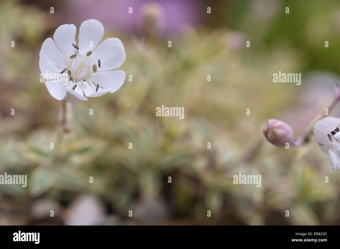Silene uniflora ‘Druett’s Variegated’ Stock Photo