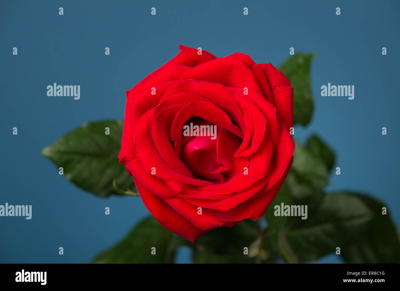 one red rose on blue background Stock Photo - Alamy