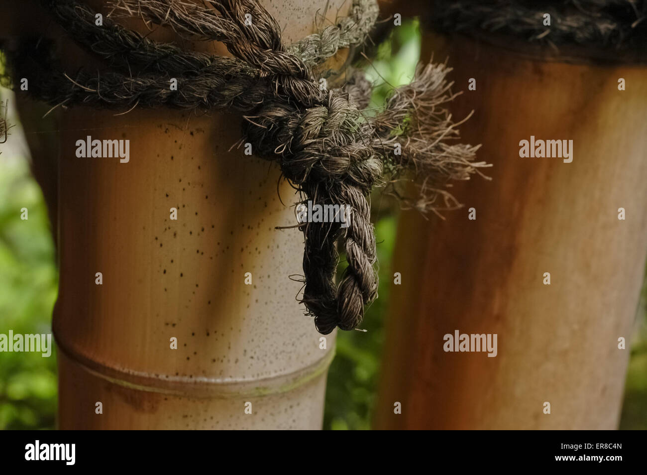 tight knot on bamboo Stock Photo