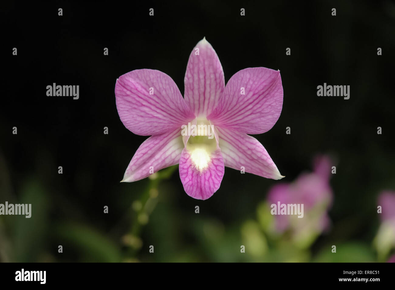 Beautiful thai orchid flower hi-res stock photography and images - Alamy