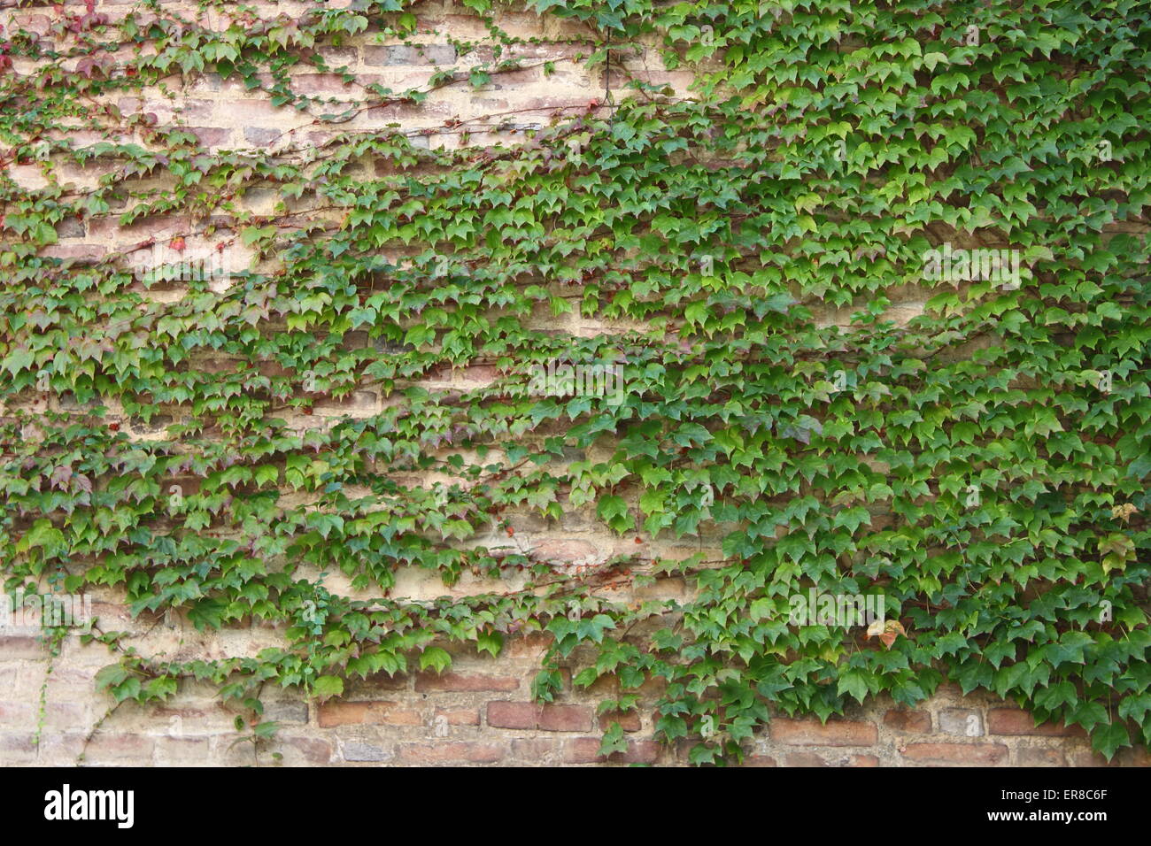 Green ivy leaves covering a wall Stock Photo