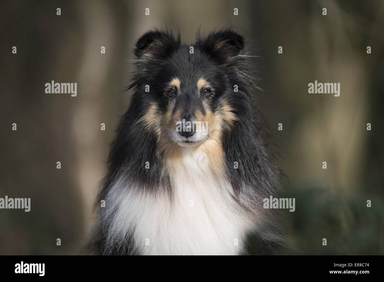 Shetland Sheepdog Portrait Stock Photo - Alamy