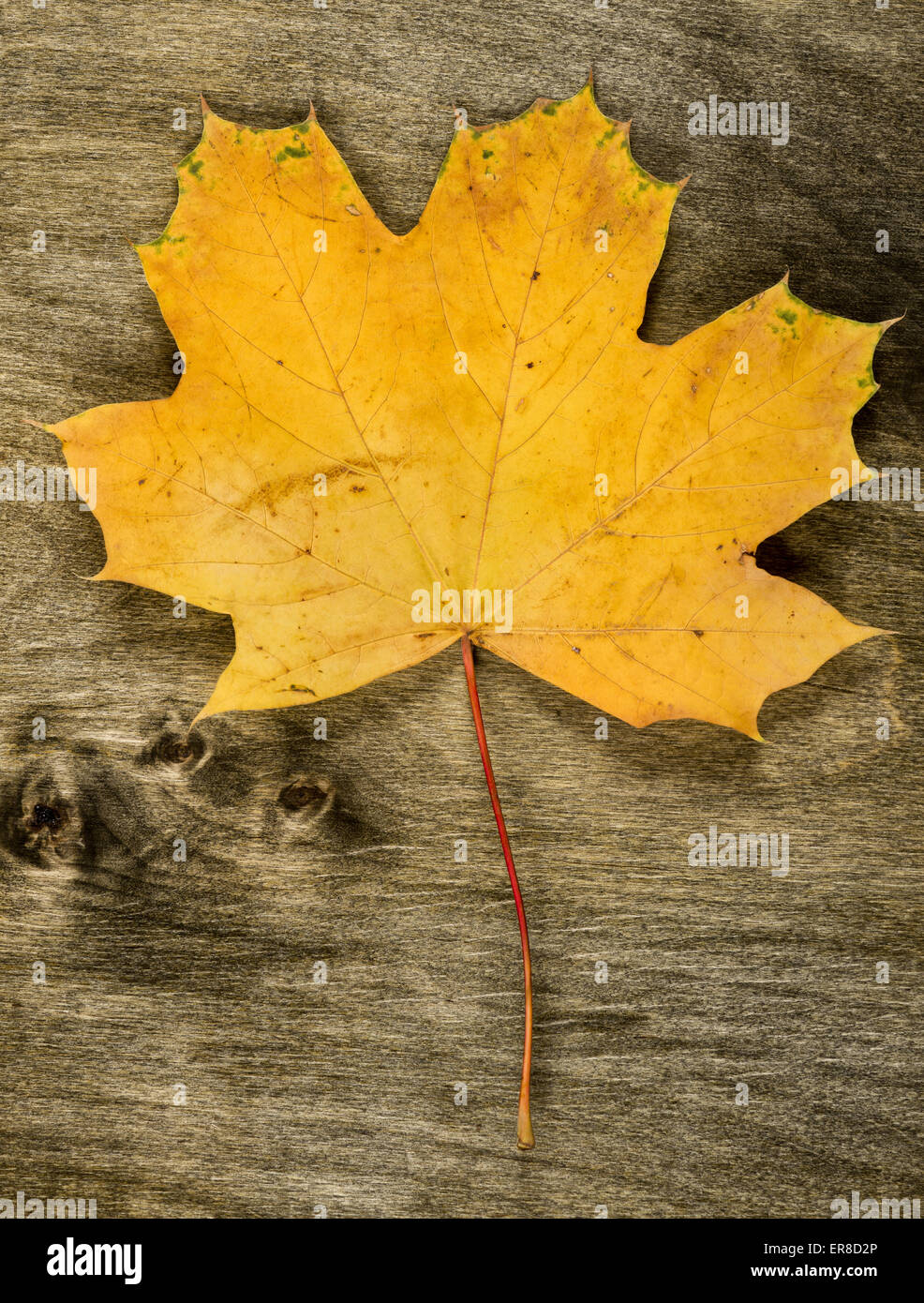 One big maple autumn leaf hi-res stock photography and images - Alamy