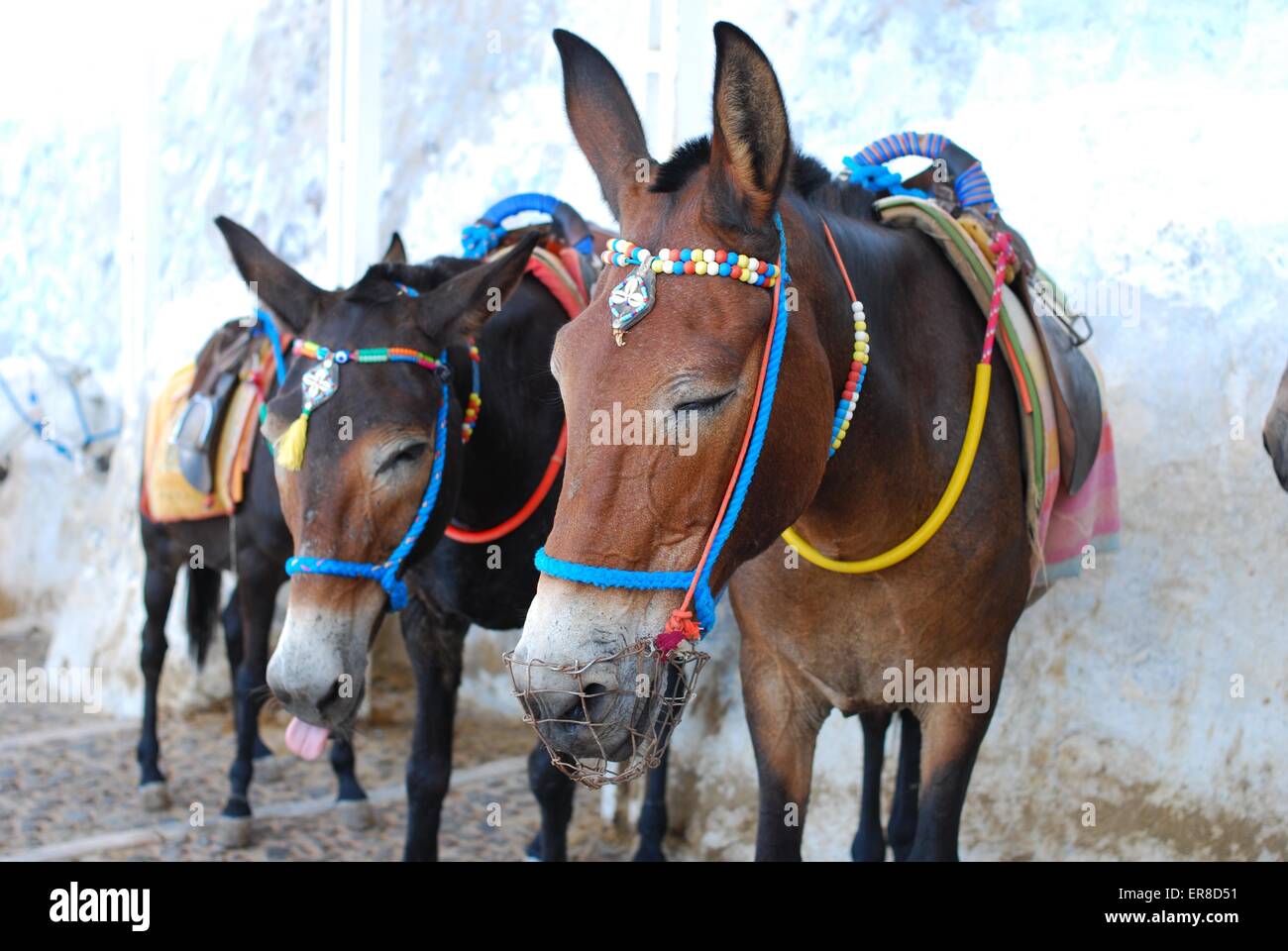 Donkeys and mules hi-res stock photography and images - Alamy