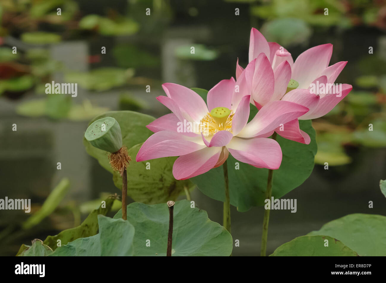 pink lotus water lily Stock Photo - Alamy