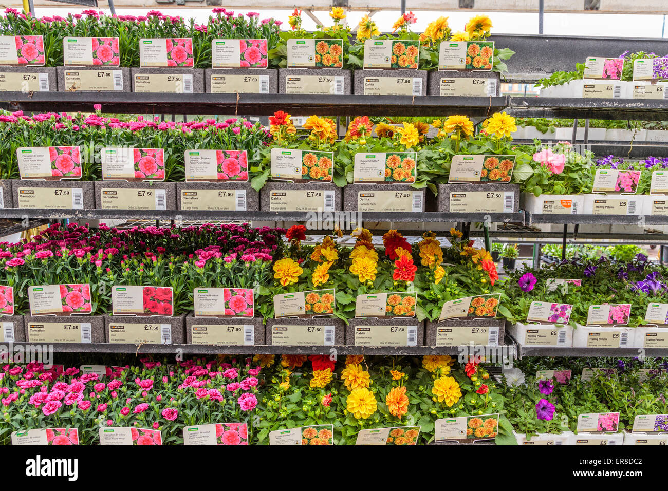 A Homebase Garden Centre showing racks of Carnation and Dahlia plants, London England UK Stock Photo