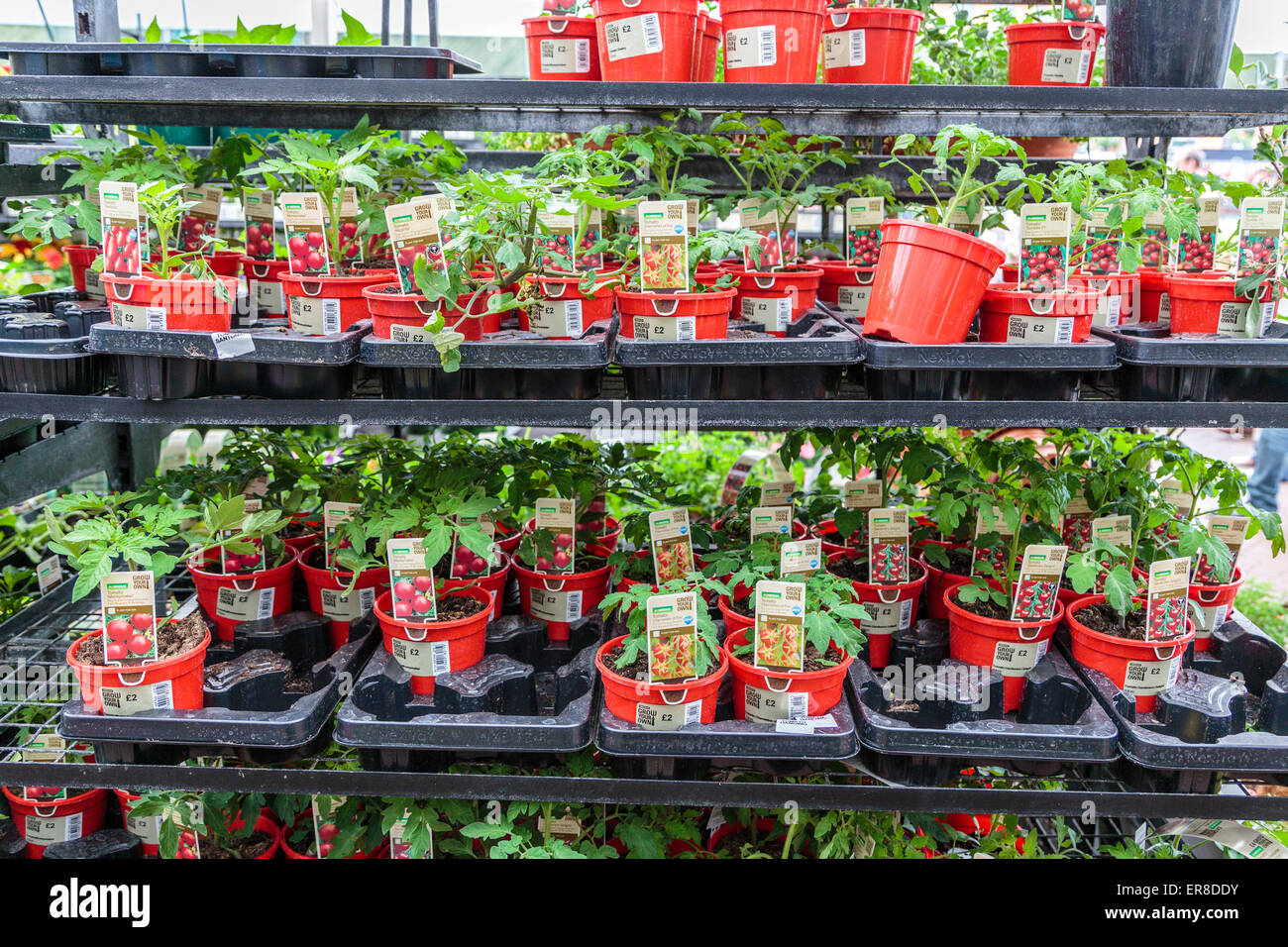 Tomato Plants at a Homebase Garden Centre London England UK Stock Photo