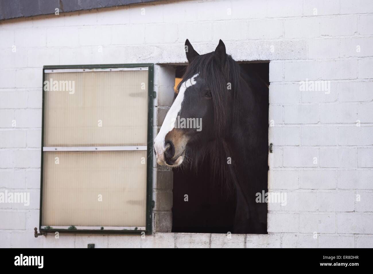 Shire Horse Portrait Stock Photo