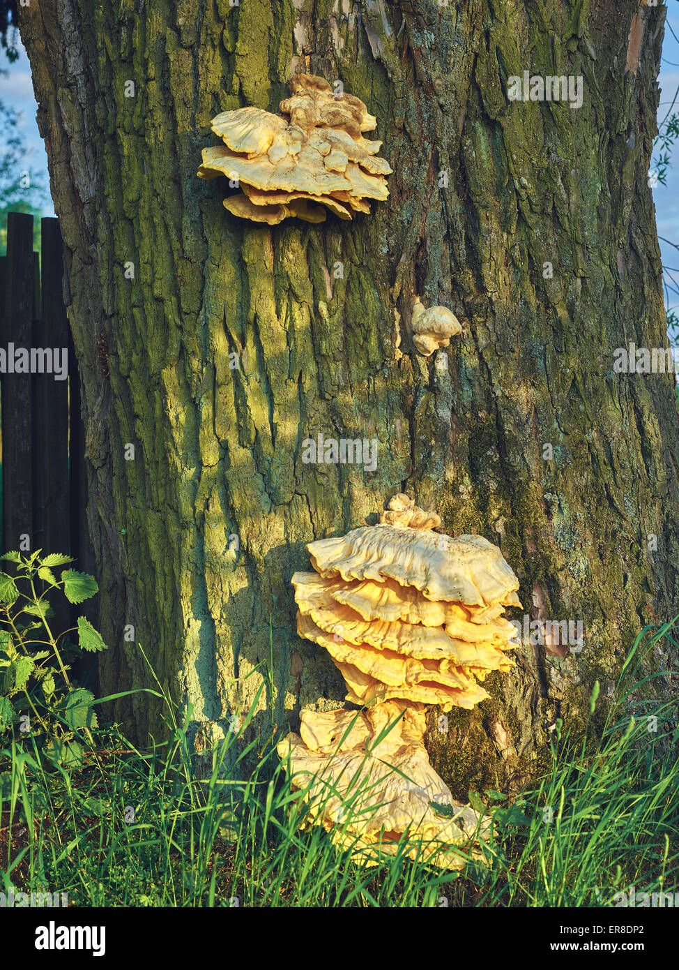 Bracket fungi, or shelf fungi, are among the many groups of fungi that
