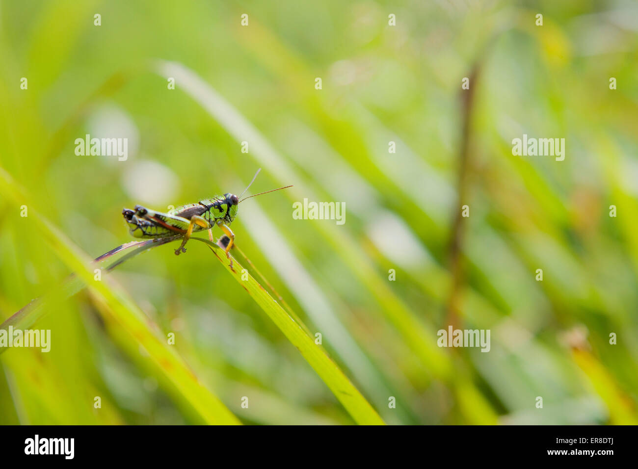 on grass Stock Photo Alamy
