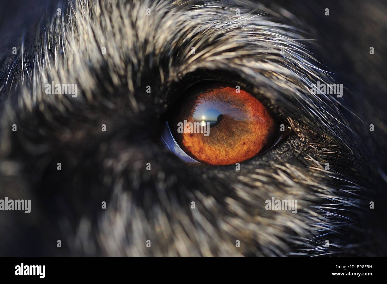 Mongrel eyes hi-res stock photography and images - Alamy