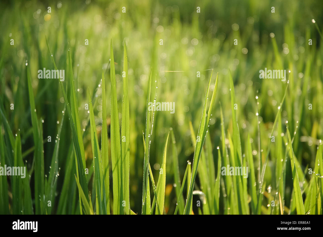 Lush green grass grow hi-res stock photography and images - Alamy