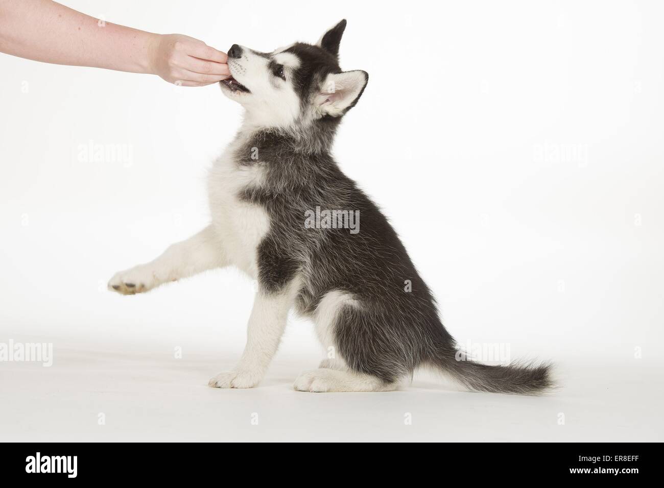Siberian Husky Puppy Stock Photo 83165587 Alamy