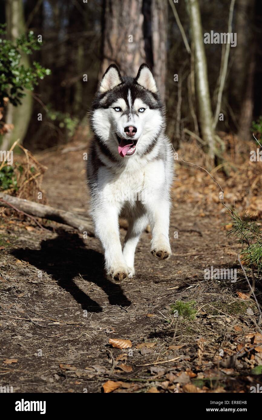 running Siberian Husky Stock Photo - Alamy