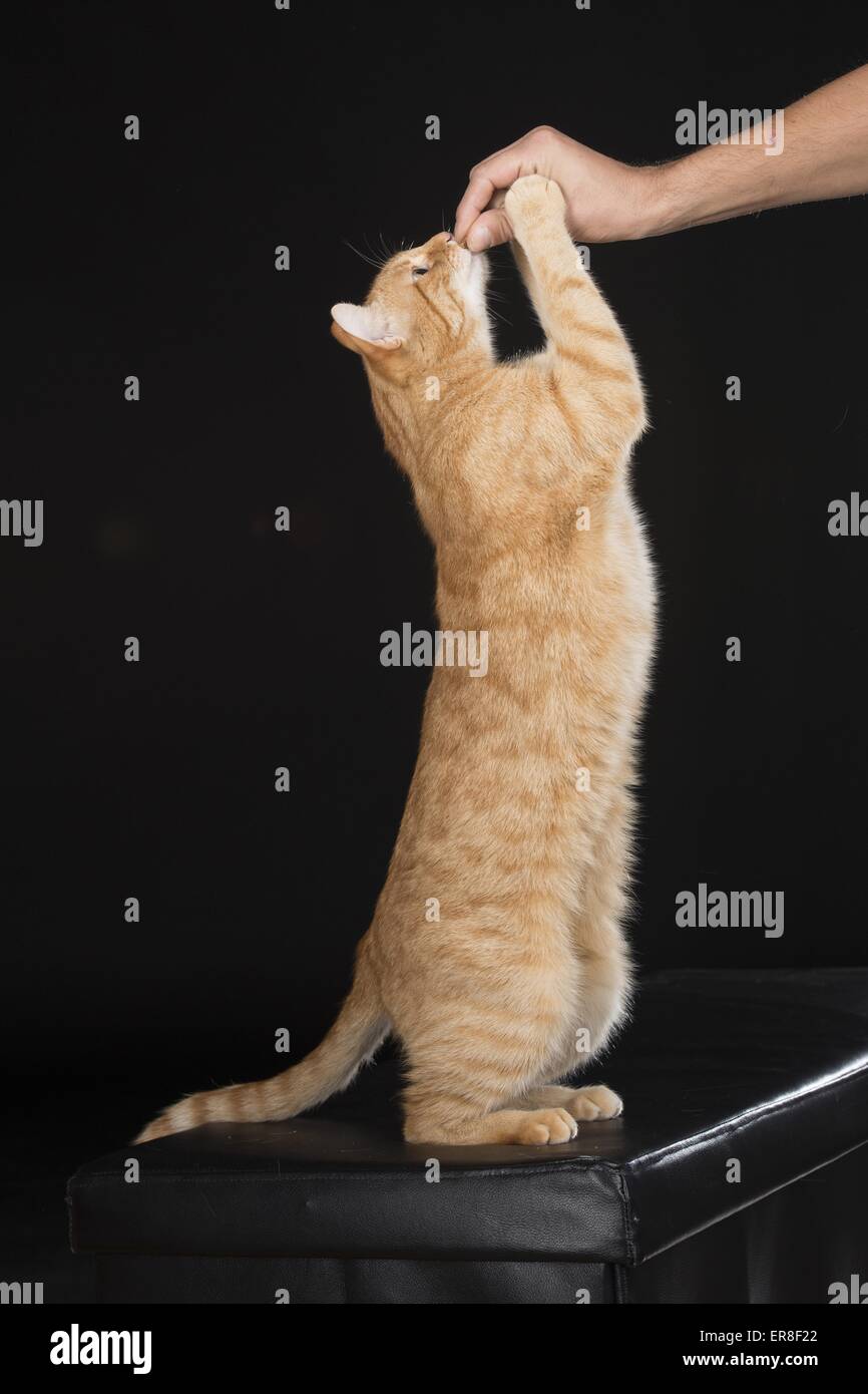 On the hind legs vertical hires stock photography and images Alamy