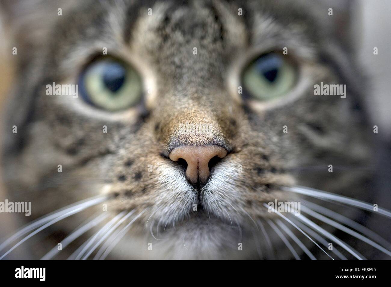domestic cat nose Stock Photo Alamy