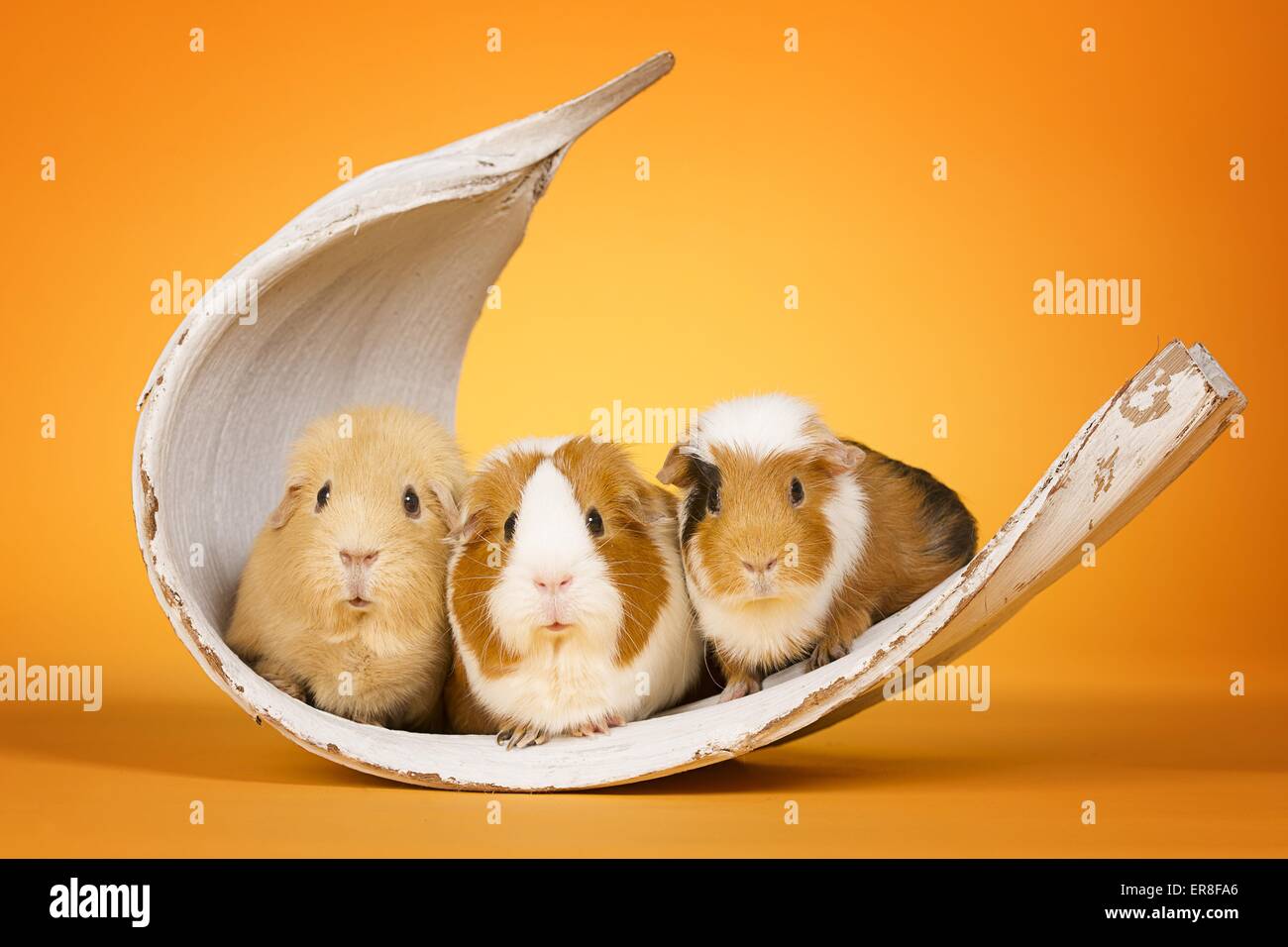 3 guinea pigs Stock Photo
