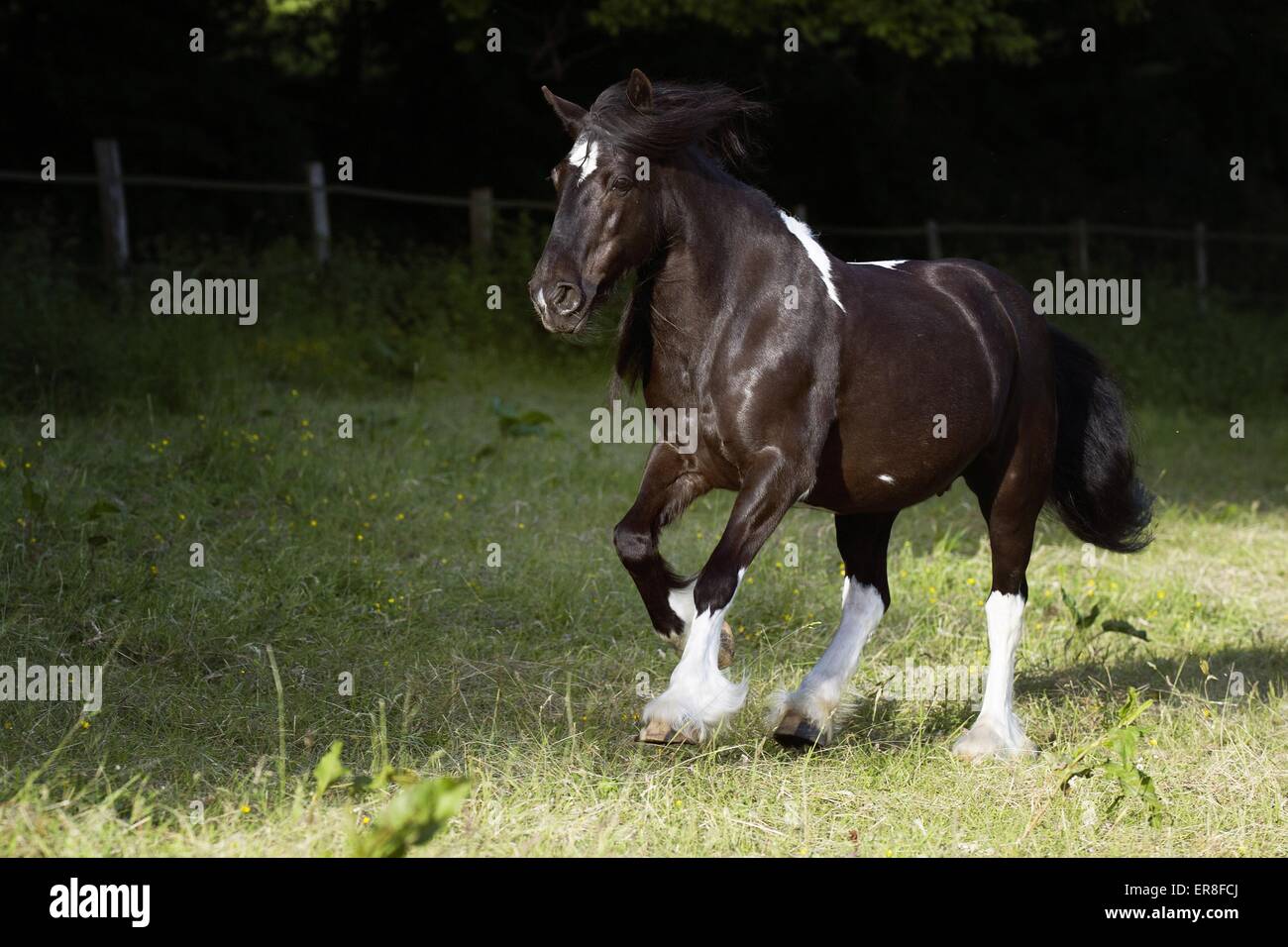 galloping Irish Tinker Stock Photo