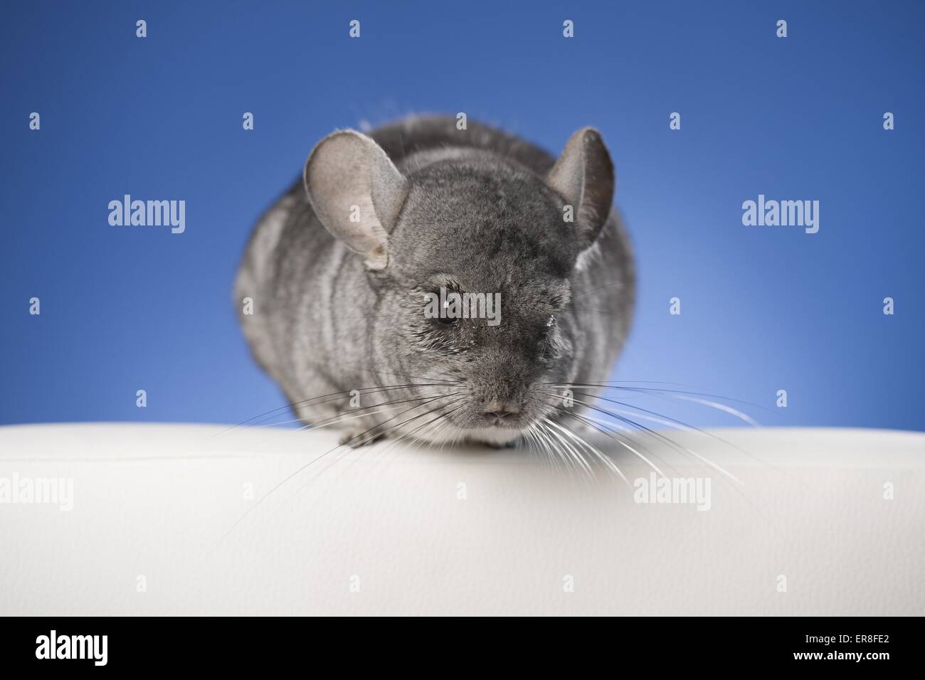 Chinchilla Stock Photo