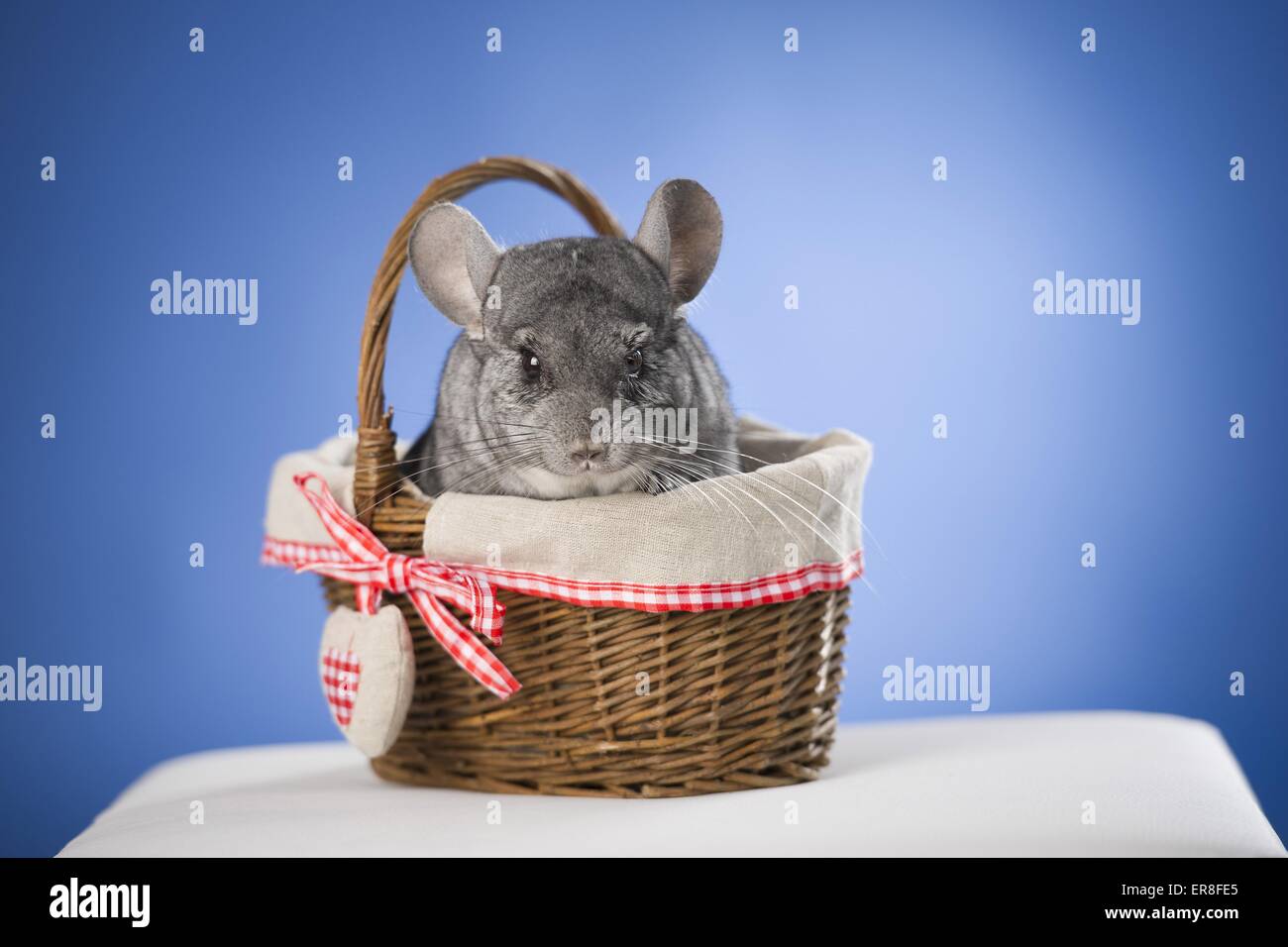 Chinchilla Stock Photo