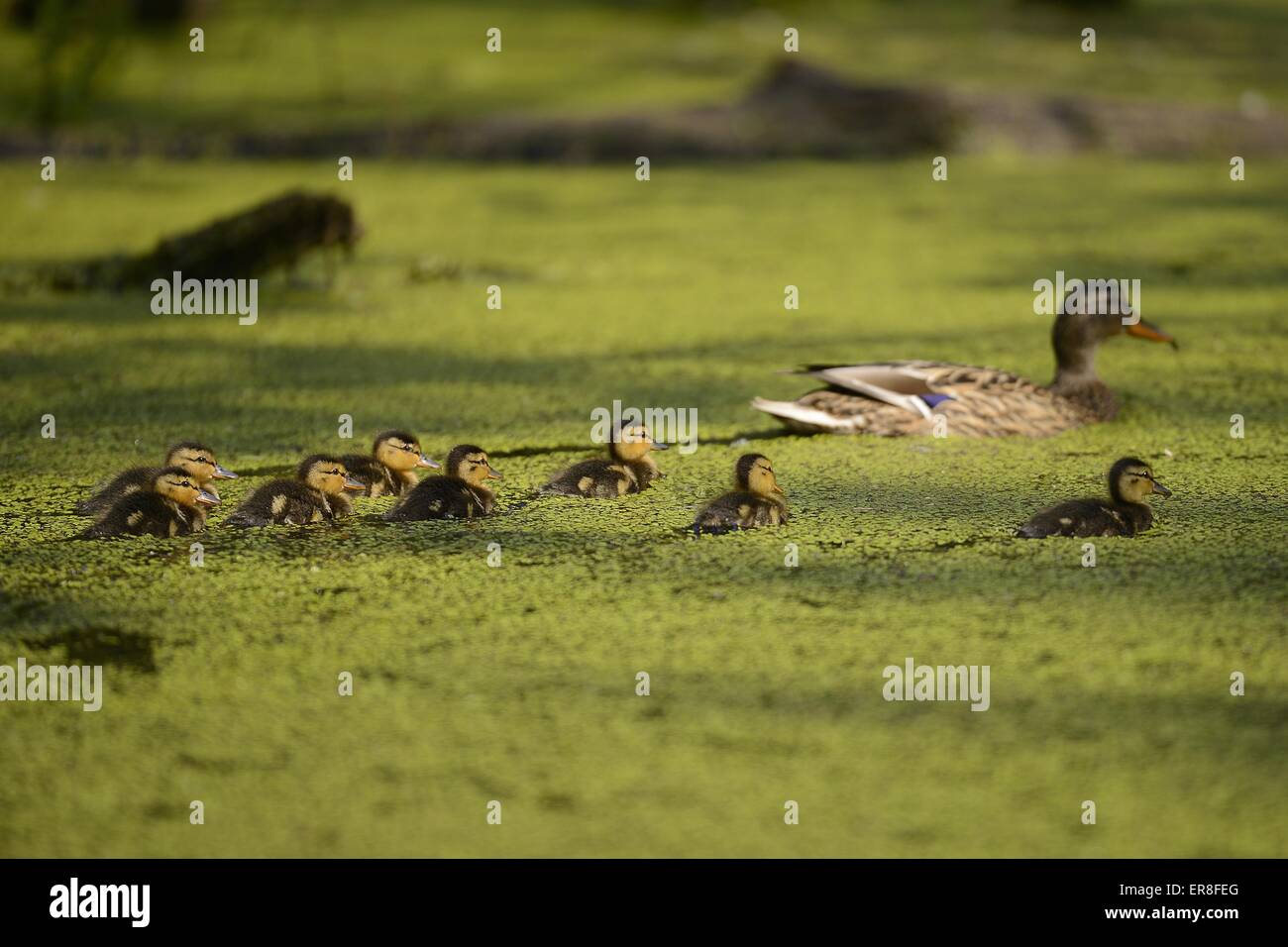 mallards Stock Photo