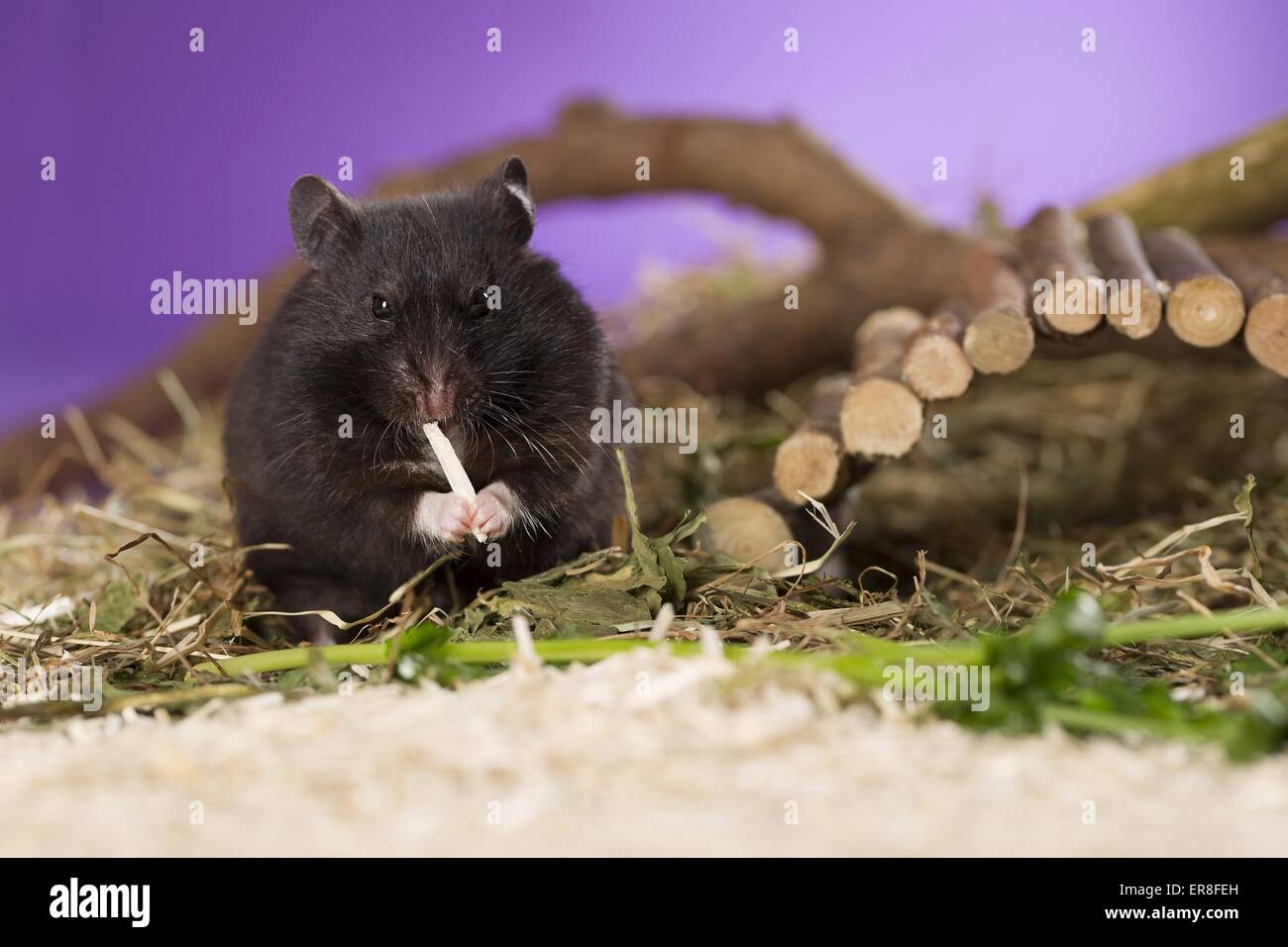 golden hamster Stock Photo