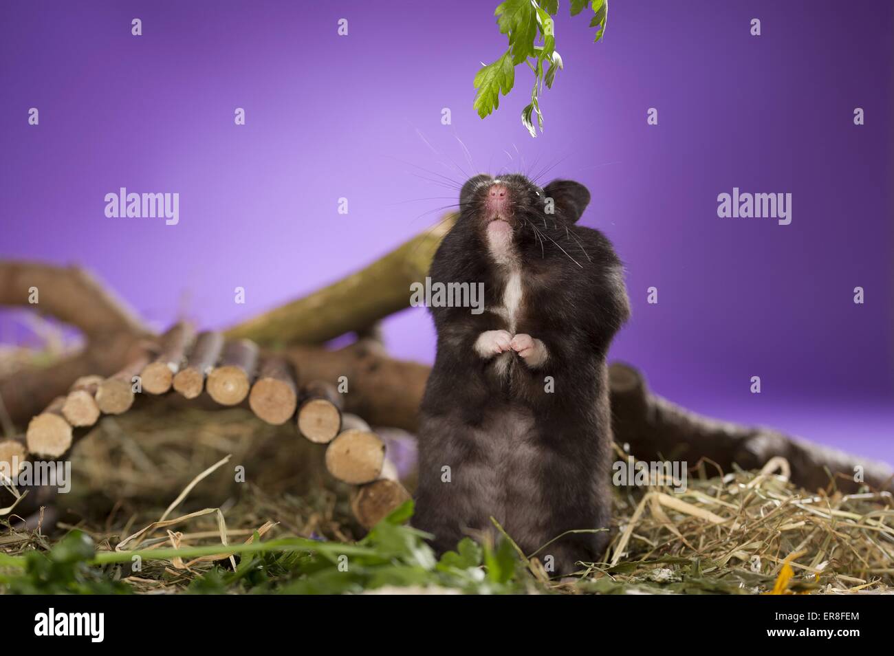 golden hamster Stock Photo