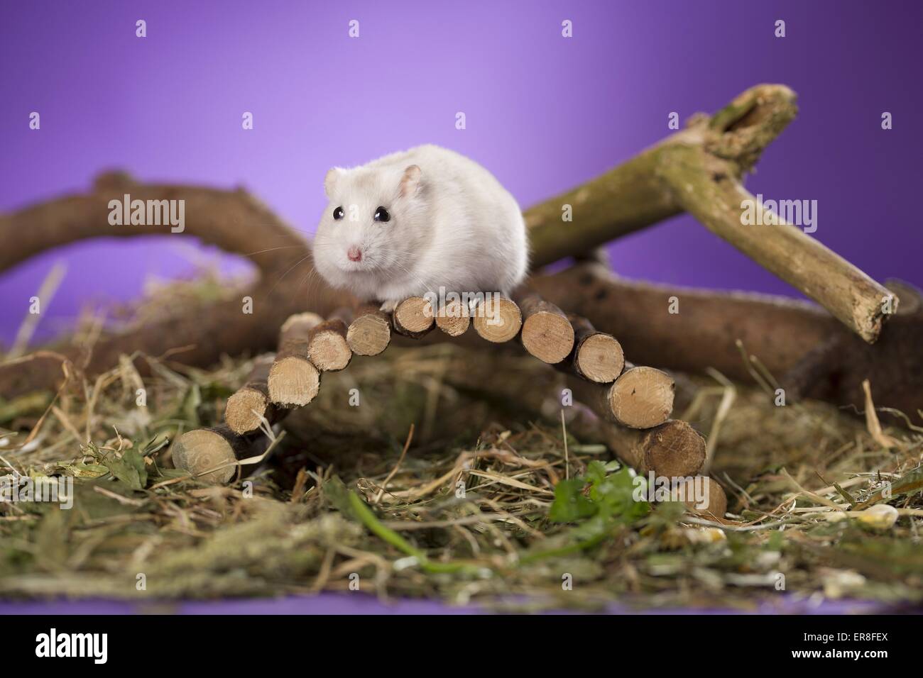 Hamster Stock Photo