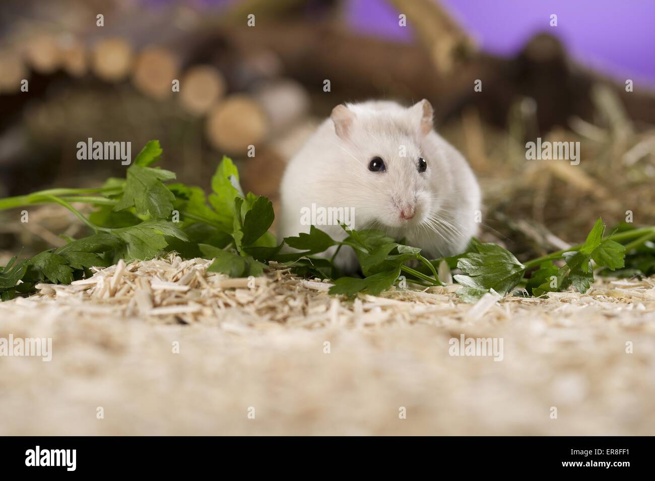 Hamster Stock Photo