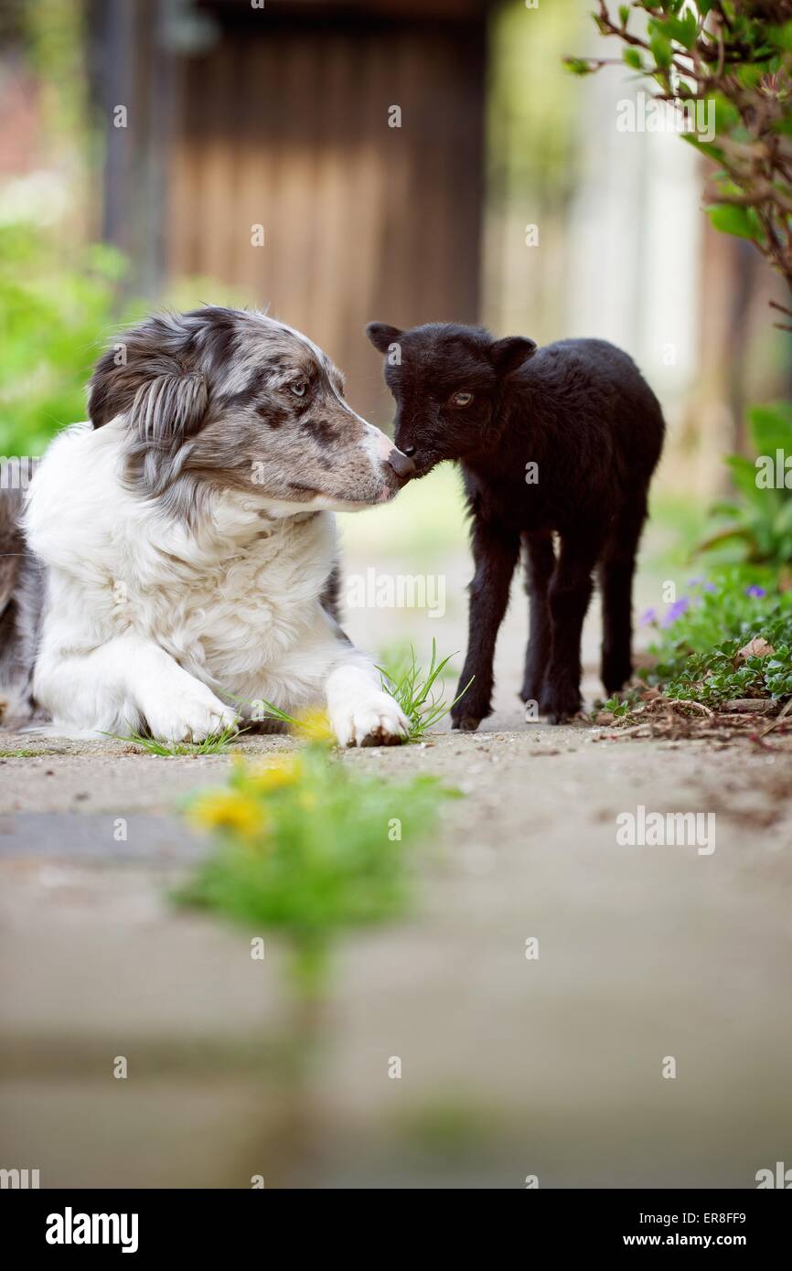 dog and lamb Stock Photo