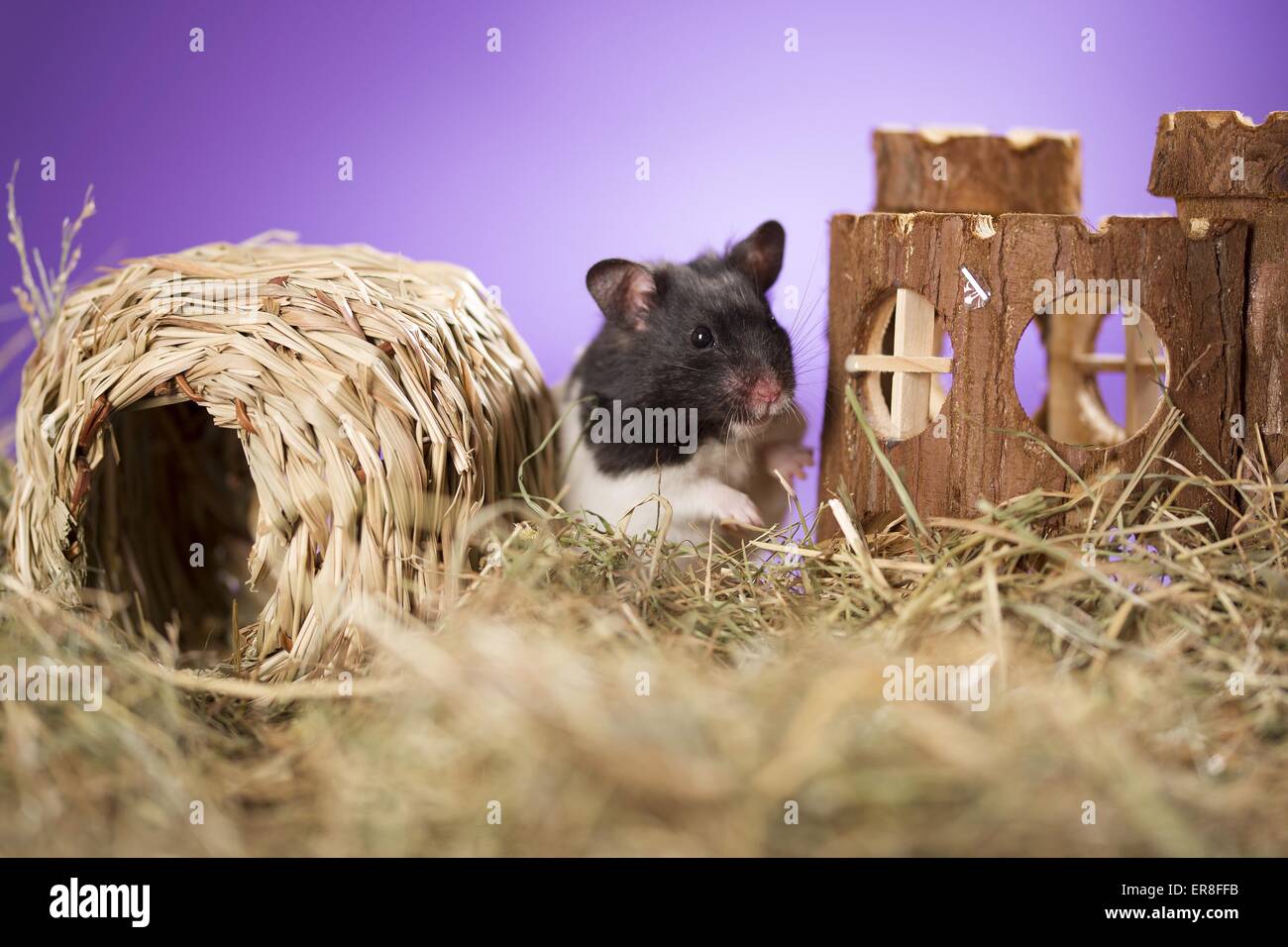 hamster Stock Photo
