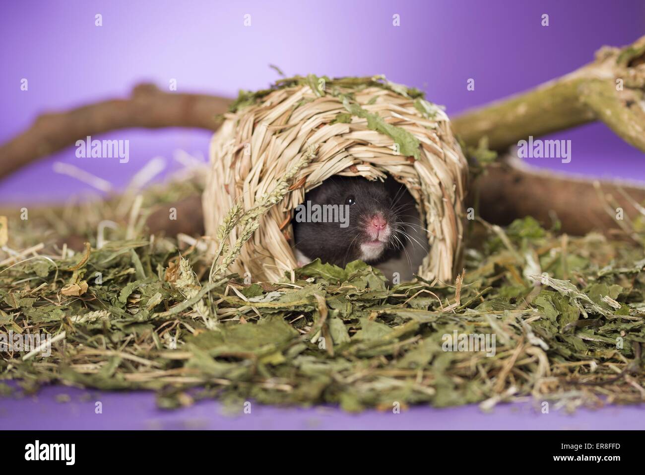 hamster Stock Photo