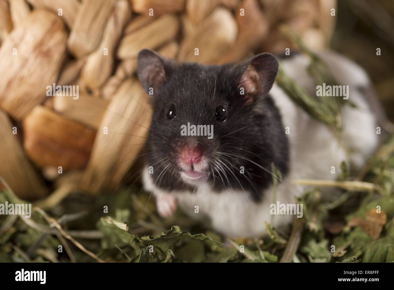 hamster Stock Photo