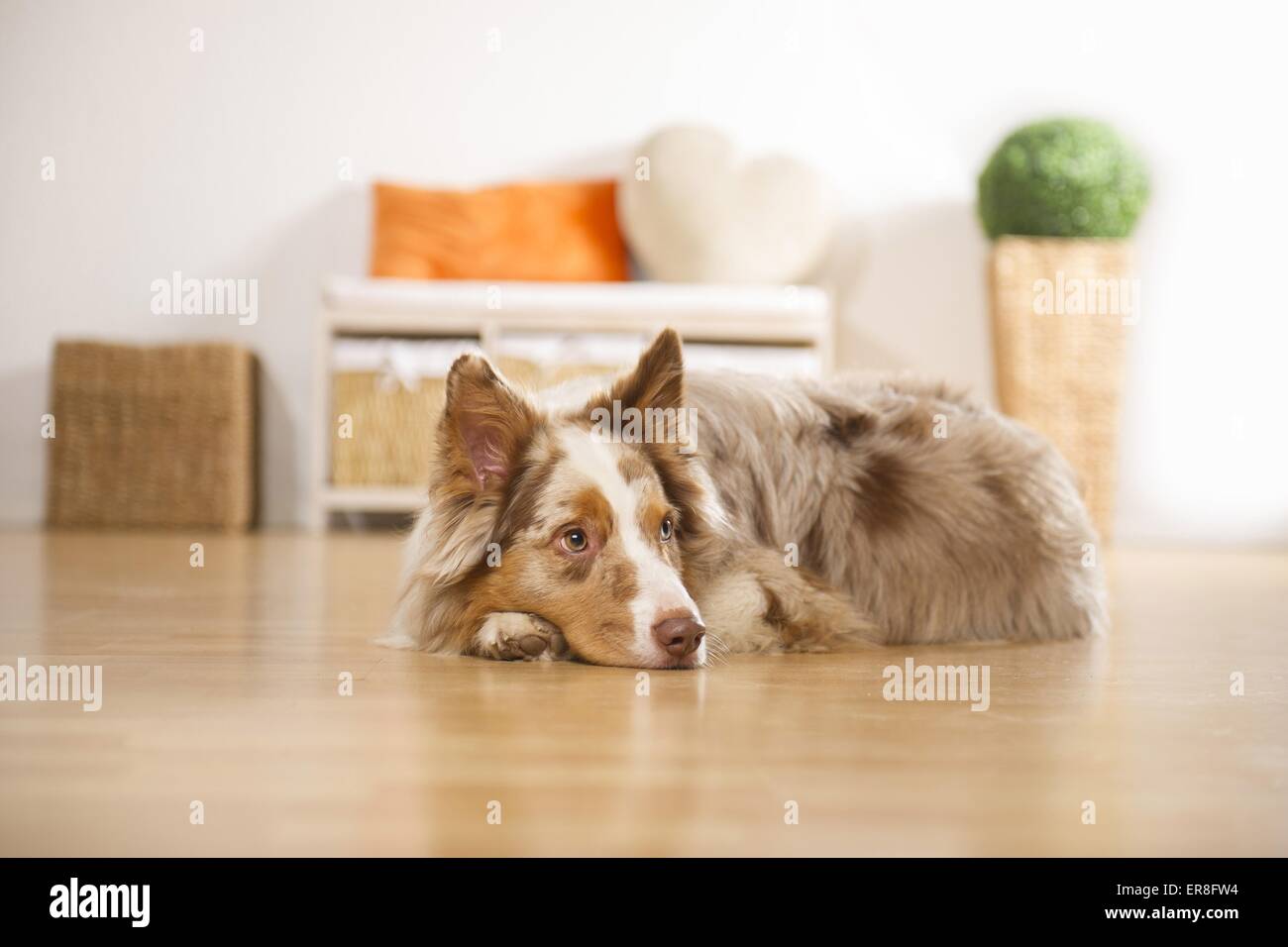 Australian Shepherd in apartment Stock Photo Alamy