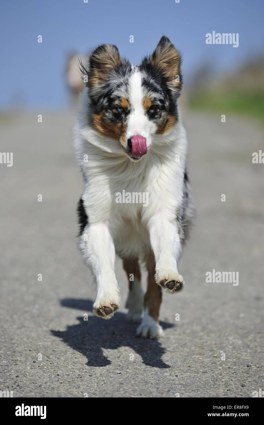 running Australian Shepherd Stock Photo Alamy