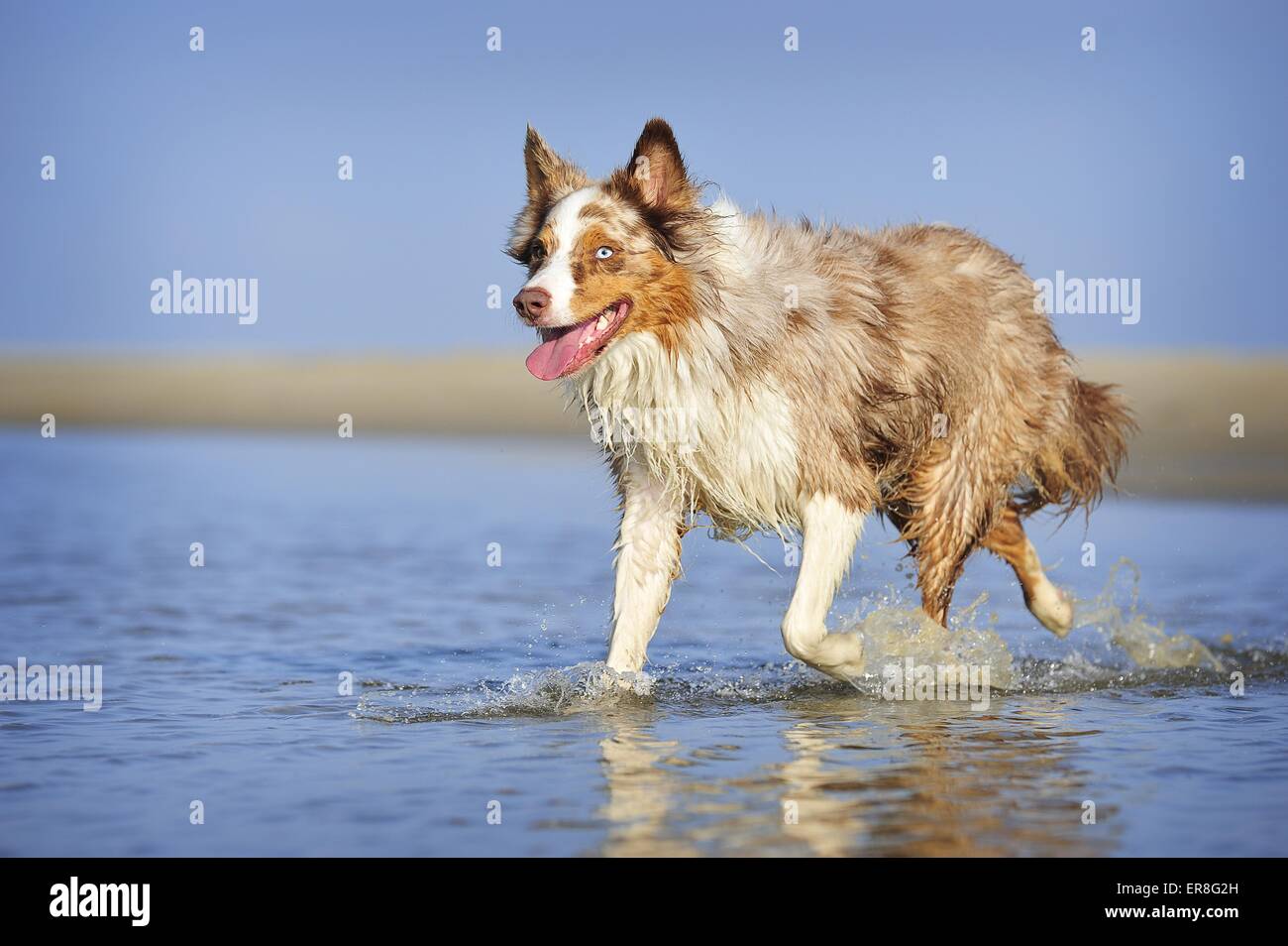 running Australian Shepherd Stock Photo Alamy
