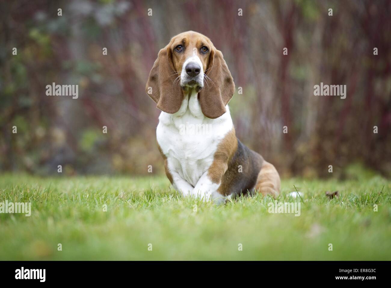 sitting Basset Hound Stock Photo - Alamy