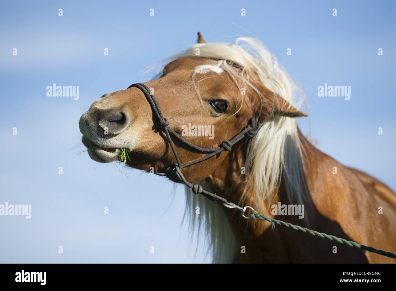 Shaking her head hires stock photography and images Alamy