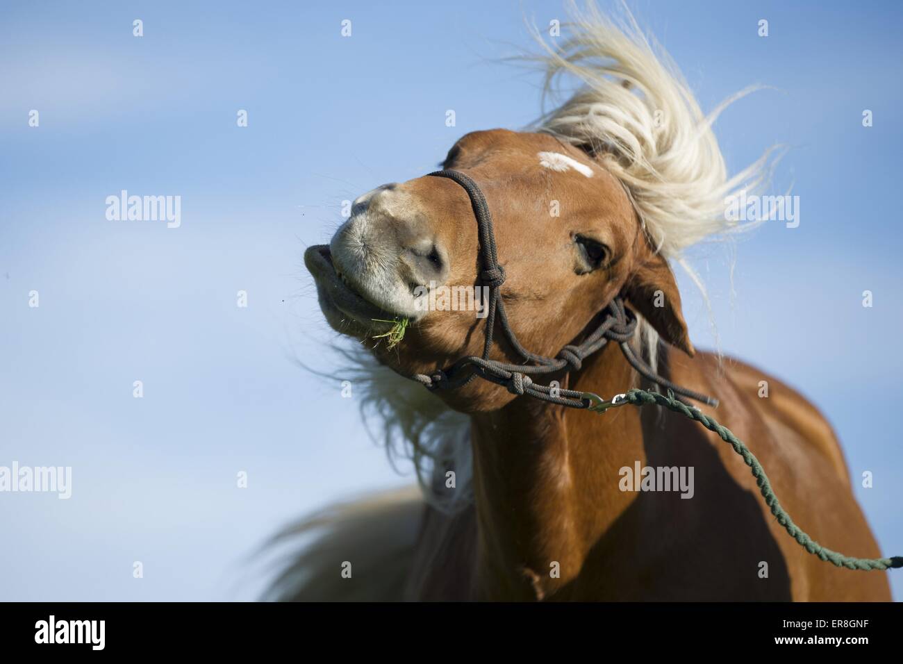 Shaking its head hires stock photography and images Alamy