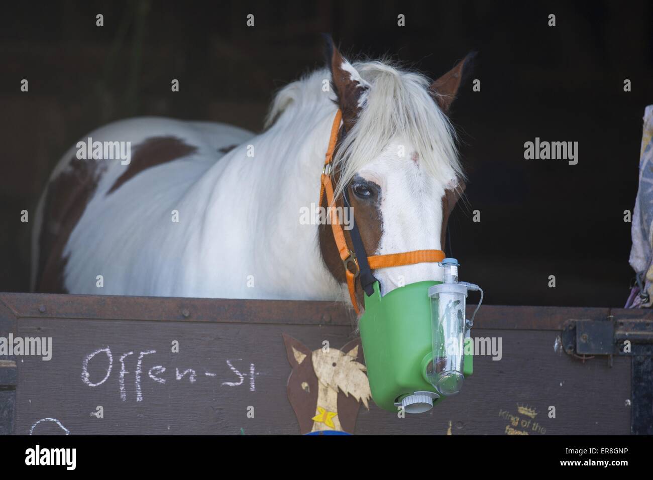 Horse with inhalator Stock Photo