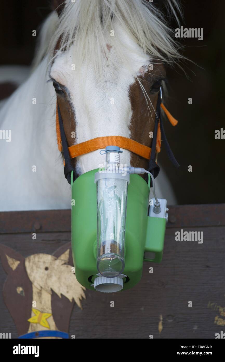 Horse with inhalator Stock Photo