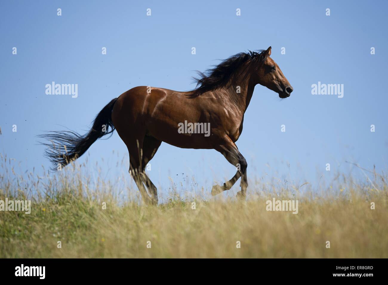 galloping Quarter Horse Stock Photo Alamy