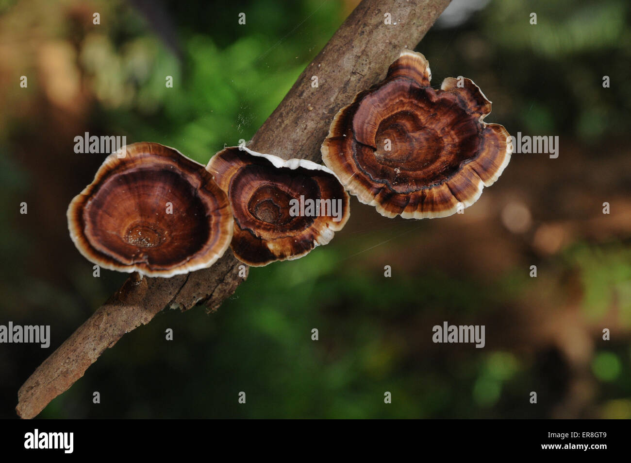Brown dried hanging mushrooms in hires stock photography and images