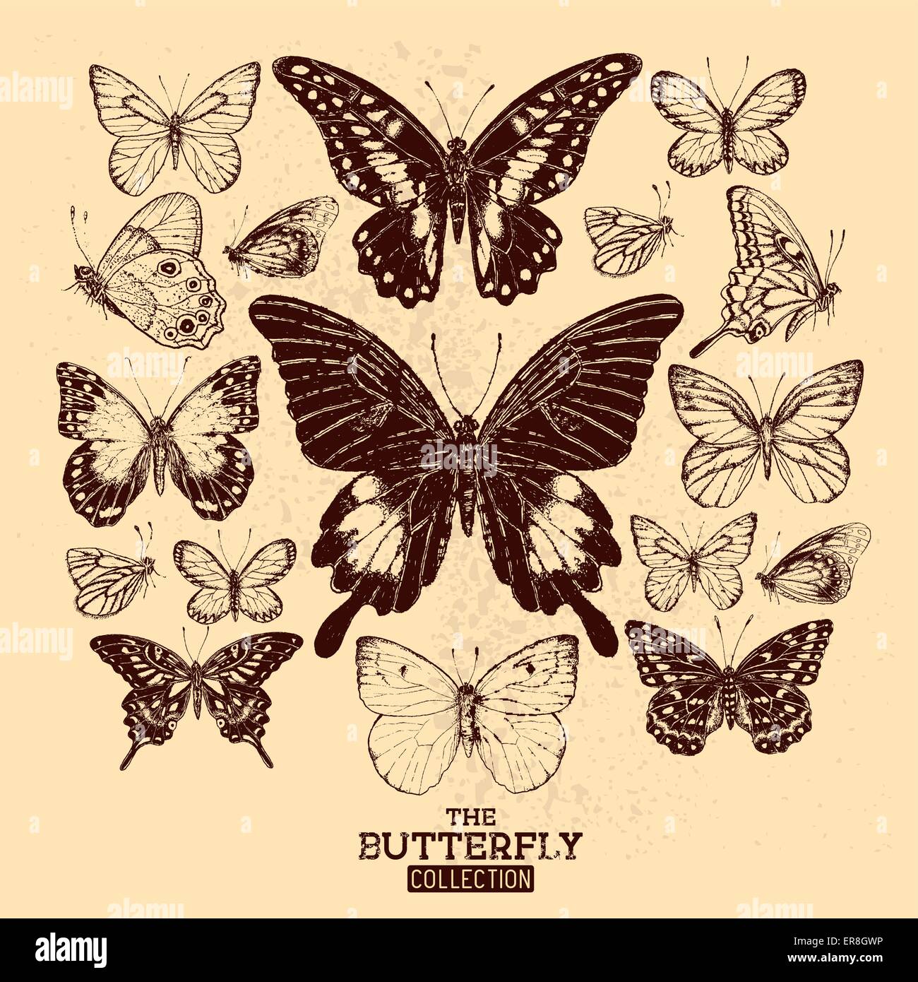 The Butterfly Collection. A collection of hand drawn butterflies, vintage set. Vector illustration. Stock Vector