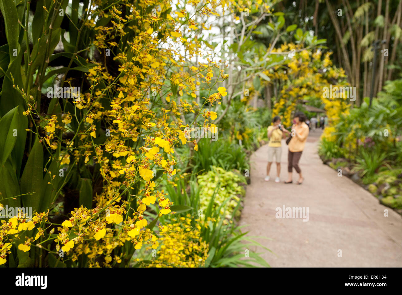 People in the Singapore Botanic Gardens, Singapore south east Asia Stock Photo