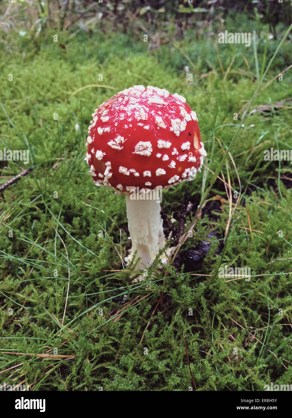 Fly agaric mushroom growing on grass Stock Photo