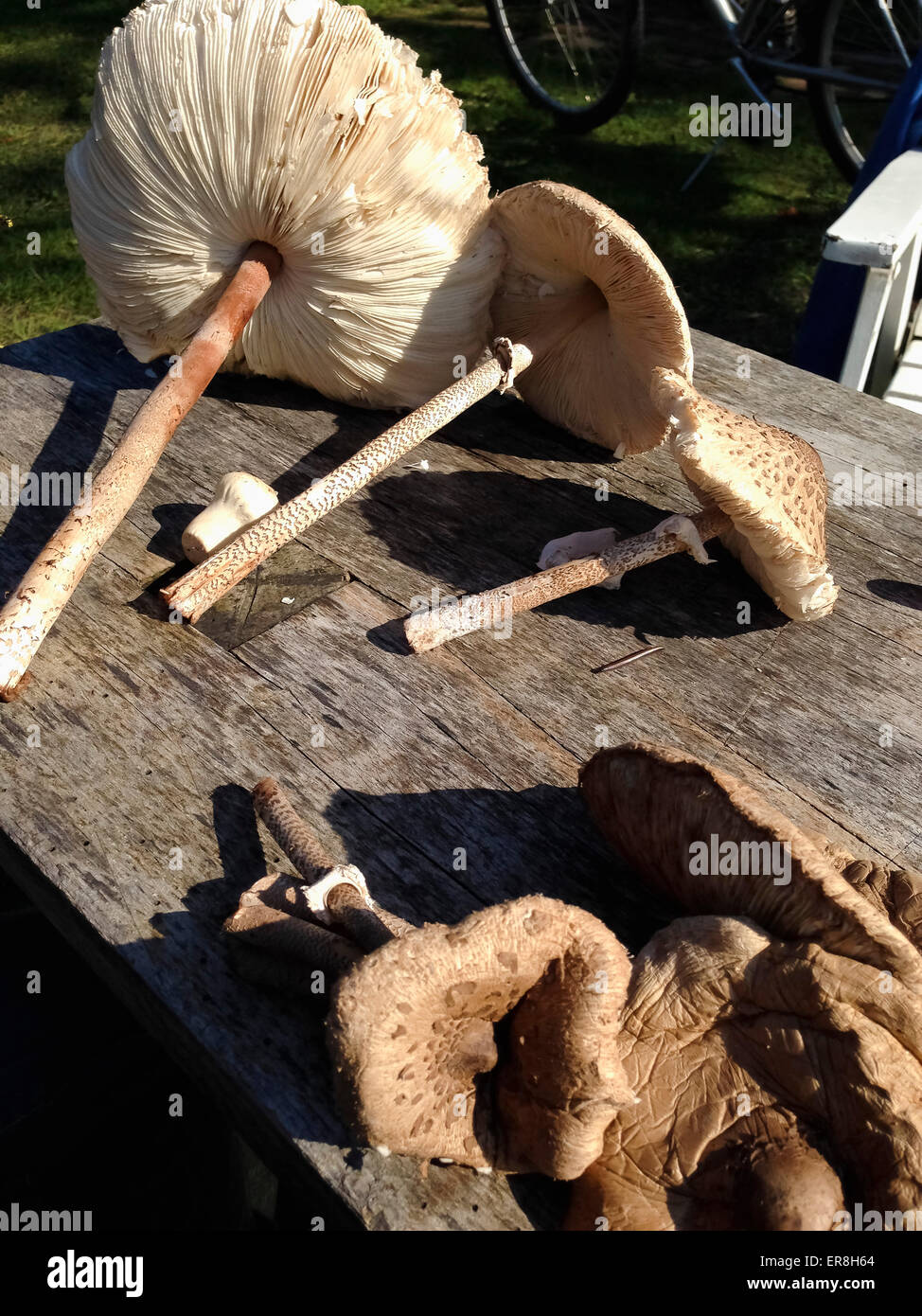 Fresh edible mushrooms on wooden table in yard Stock Photo