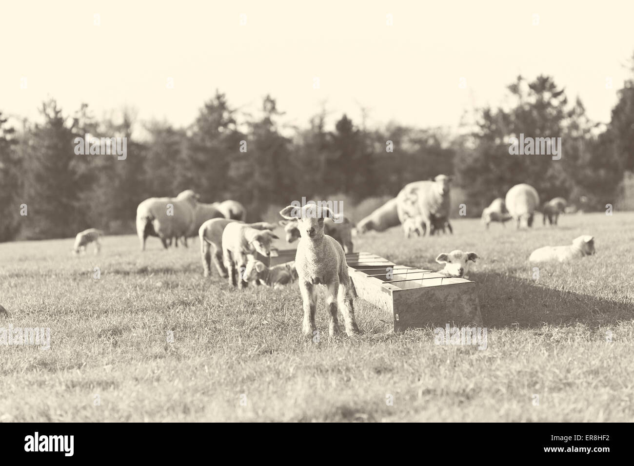 Lambs & Sheep in the english countryside. Kelvedon UK. I filter effect has been applied Stock Photo