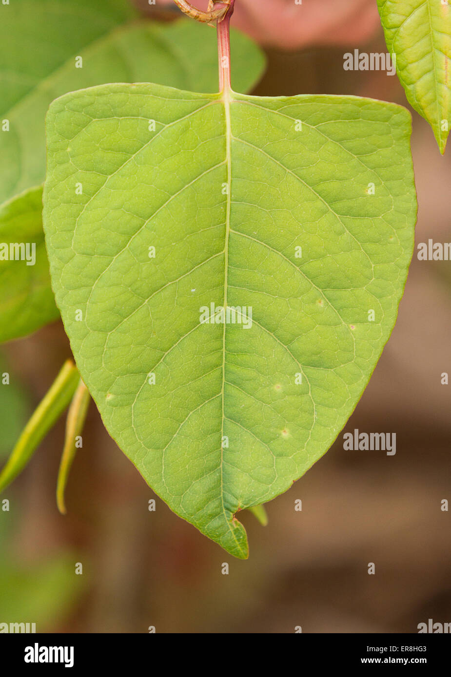 Fallopia japonica hi-res stock photography and images - Alamy
